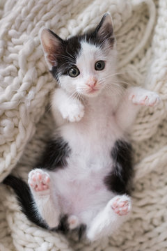 Playful kitten