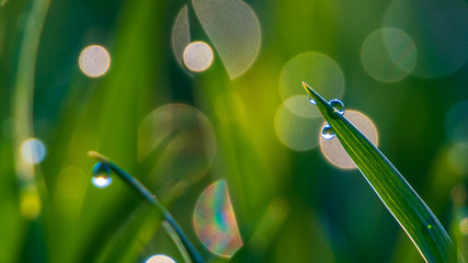 Naklejka premium Wysoka trawa w wiosennym słońcu- bokeh z kropel wody