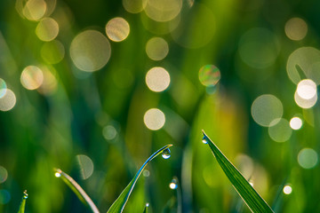 Obraz premium Wysoka trawa w wiosennym słońcu- bokeh z kropel wody