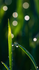 Wysoka trawa w wiosennym słońcu- bokeh z kropel wody