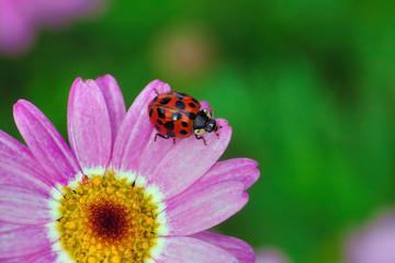 Macro photo of a red and black spotted ladybug on a pink flower. © manuel