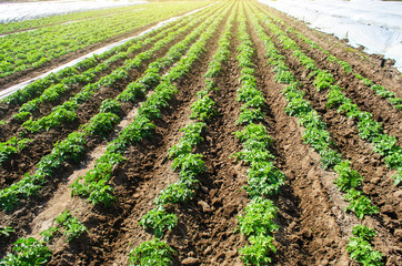 Fototapeta na wymiar Landscape of plantation field of young potato bushes after watering. Farming and agrocultural industry. Agribusiness. Farm growing vegetables. Fresh green greens. Agroindustry, cultivation.