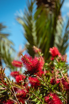 Tropical red flowers