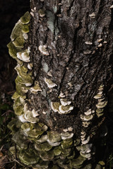 Up they climb - mushrooms on trees