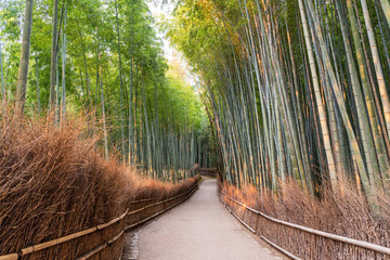 Bamboo Forest in Kyoto, Japan