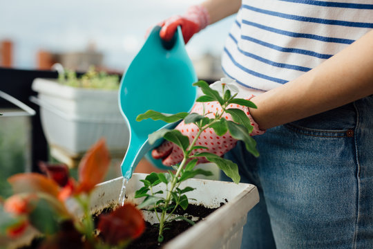 Young Woman Planting Flowers