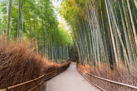 Bamboo Forest in Kyoto, Japan