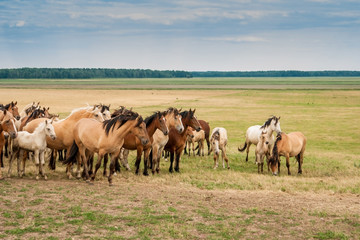 Naklejka na ściany i meble Herd of horses on the field