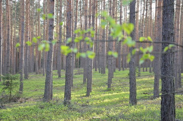 Popołudnie w lesie © Adam