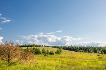 rare trees in a valley between hills with mowed grass