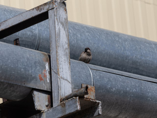 Sparrow on a heating main against a blue sky