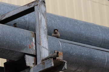 Sparrow on a heating main against a blue sky