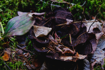 Mushroom-cup