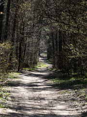 Fototapeta premium Solar path in spring park