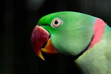 Green Parrot head shot close up detail photoshoot