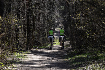 Obraz premium Mounted police on beautiful white horses patrol the park