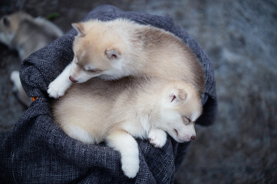 Puppy Husky