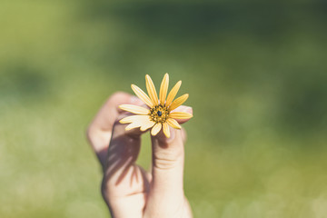 yellow flower in hand defocused background, beginning of spring
