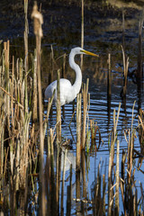 The great egret - Ardea alba
