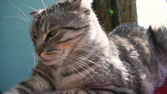 A beautiful grey tabby cat lies and falls asleep in the sun. Cute pet. Cat whiskers and muzzle. Closeup. Relax. Domestic animal. 