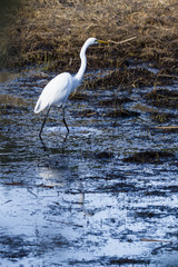 The great egret - Ardea alba