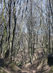 Leafless forest in a sunny spring day.