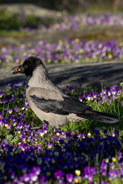 Hooded crow