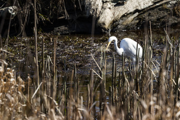 The great egret - Ardea alba