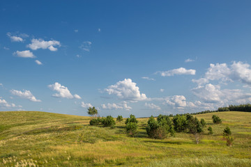rare trees in a valley between hills with mowed grass