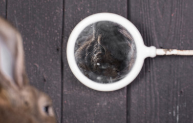 rabbit reflection in the mirror