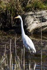 The great egret - Ardea alba