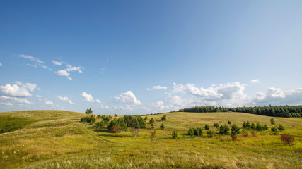 Fototapeta premium rare trees in a valley between hills with mowed grass