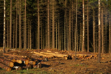 Wald Natur Kalamität Holz und Forst