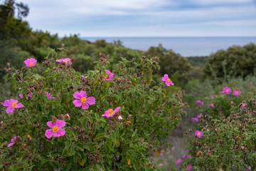The pink flowers of the Cistus creticus plant, endemic to the island of Corsica, with the Mediterranean in the background