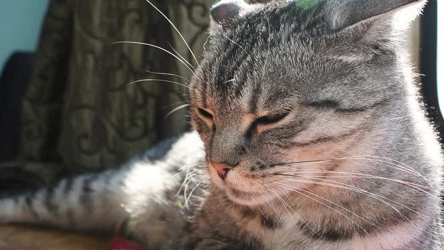 A beautiful grey tabby cat lies, listens and falls asleep in the sun. Cute pet. Cat whiskers and muzzle. Closeup. Relax. Domestic animal. 
