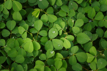 Beautiful Fresh green leaf background