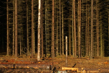 Wald Natur Kalamität Holz und Forst