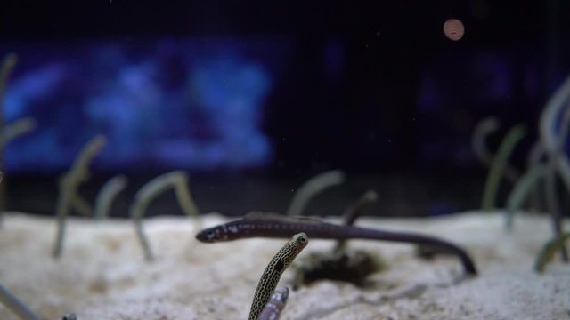 Spotted garden eel in the aquarium