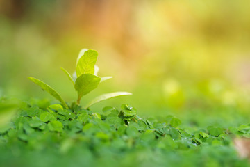 Beautiful Fresh green leaf background