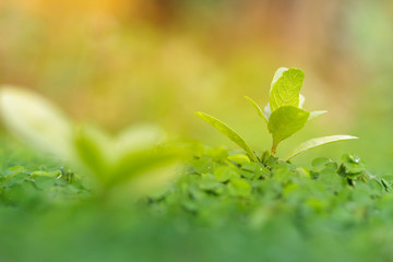 Beautiful Fresh green leaf background