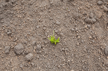 Seedlings of green plants on brown loose soil. Spring. Gardening