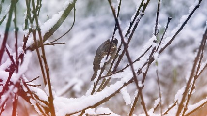 little bird on a tree on winter time