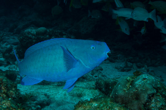 Blue parrotfish