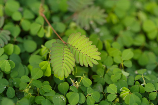 Beautiful Fresh green leaf background