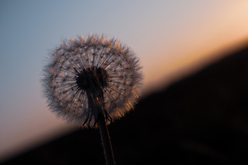 Pusteblume Reifer Löwenzahn atmosphärisch Plakat Postkarte grafisch Sonnenuntergang Abendsonne Samen