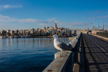 Seagull waiting on the Galata Bridge