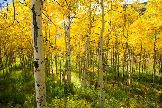 Aspen Trees