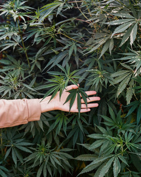 Hand touch Marijuana leaves