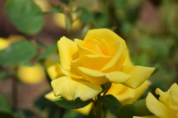 Yellow roses in the garden