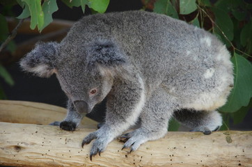 Naklejka premium Koala bear